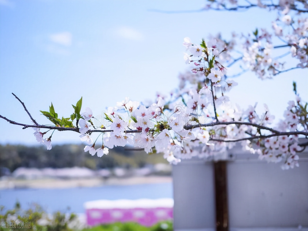 你知道樱花也分“派系”的吗？