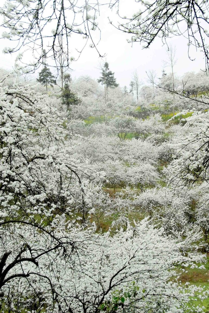 假如没有贵州，中国的春天就要凋零一半