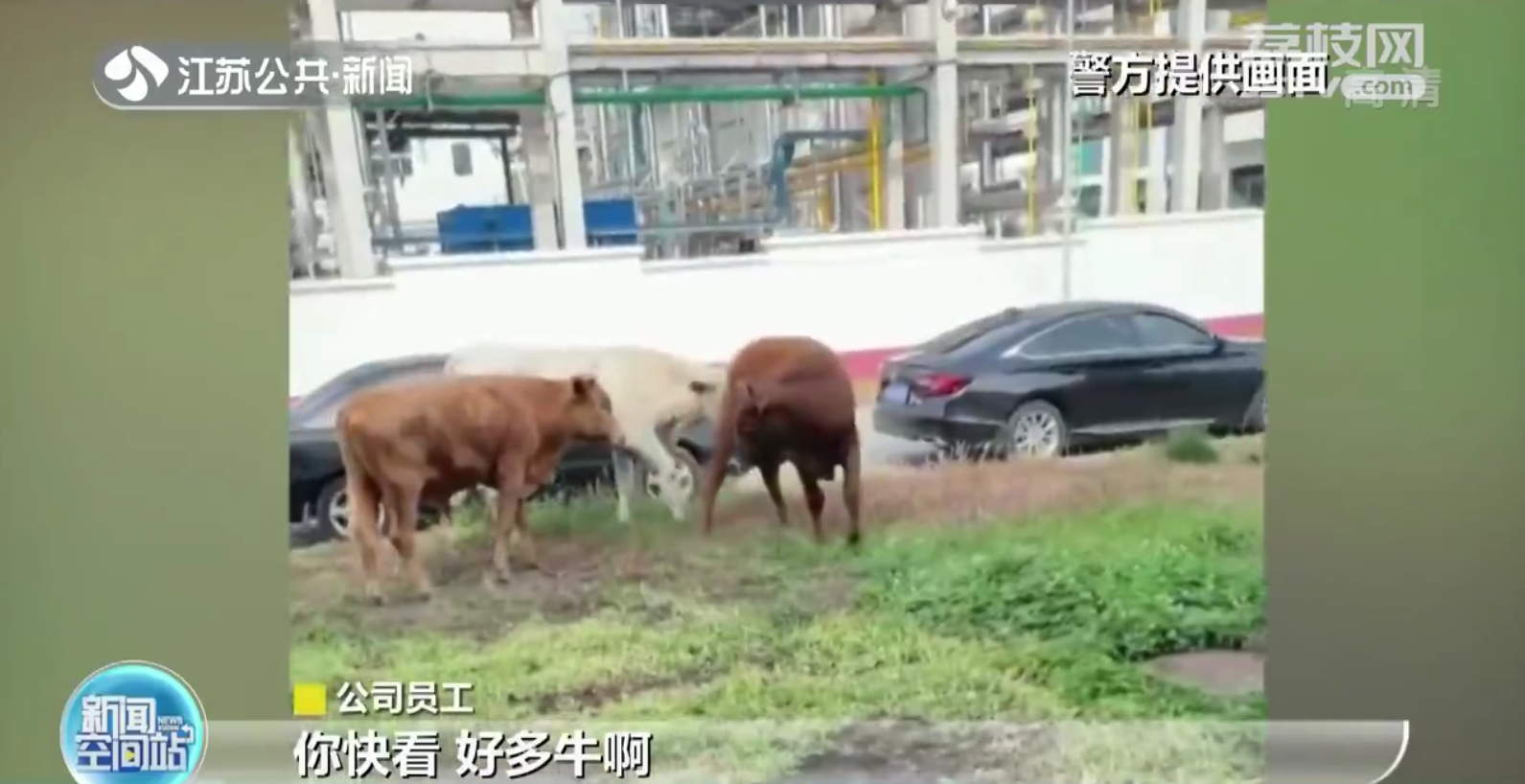 南京：六头牛集体&ldquo;出游&rdquo;惹下祸端损失主人担