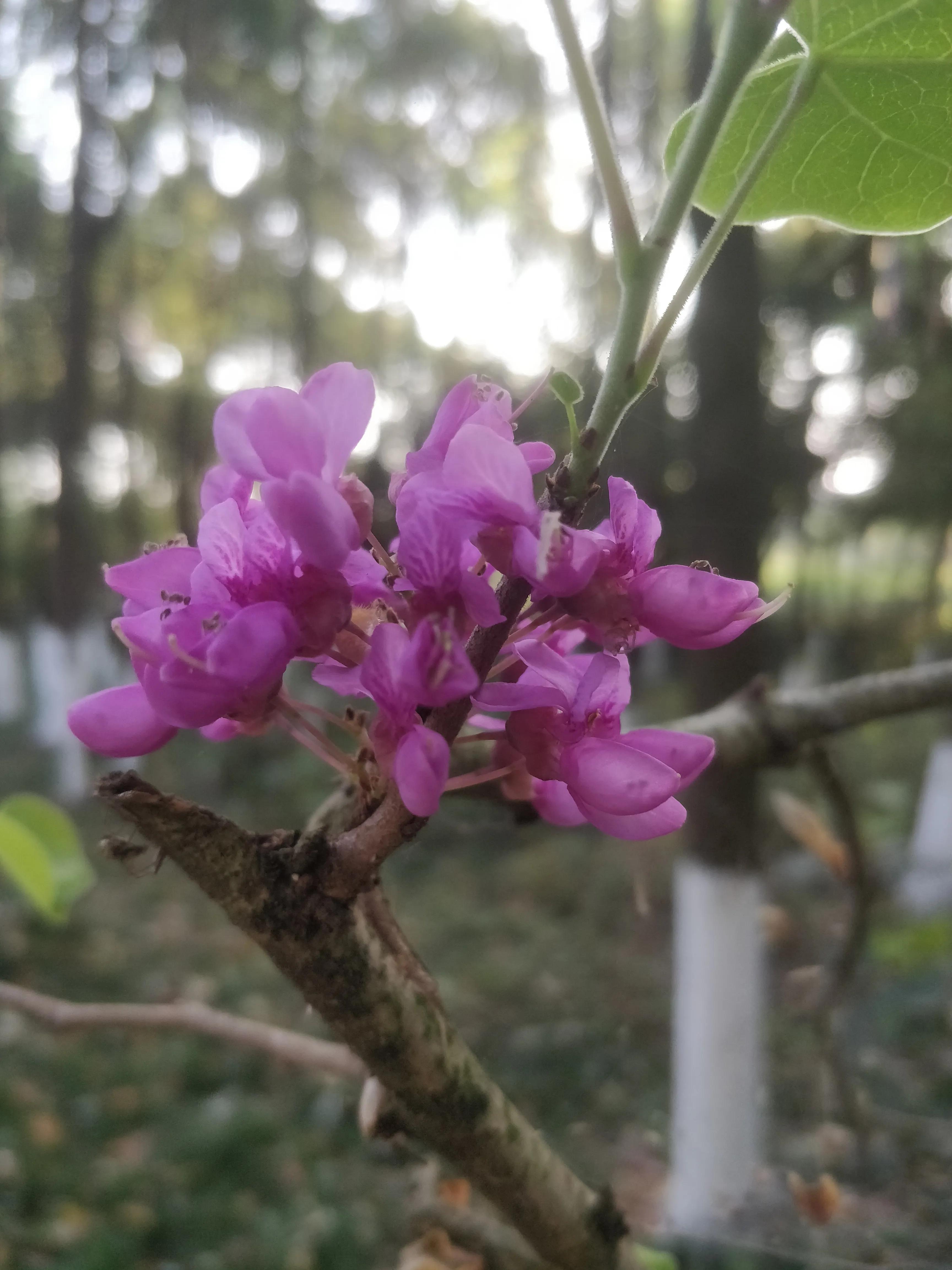 冬去春来满条红，风动紫荆花飘香