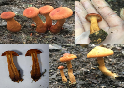 血红丝膜菌发现地区:筠连县丰乐乡(五)急性肝损害型潜伏期常见9-15h