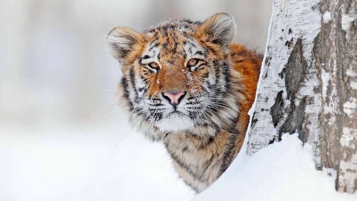 在俄罗斯不仅遇到熊很现实，遇到老虎也很现实
