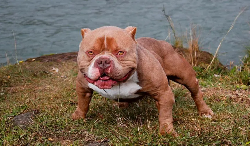 狗中猪八戒——恶霸犬，很丑但很温柔