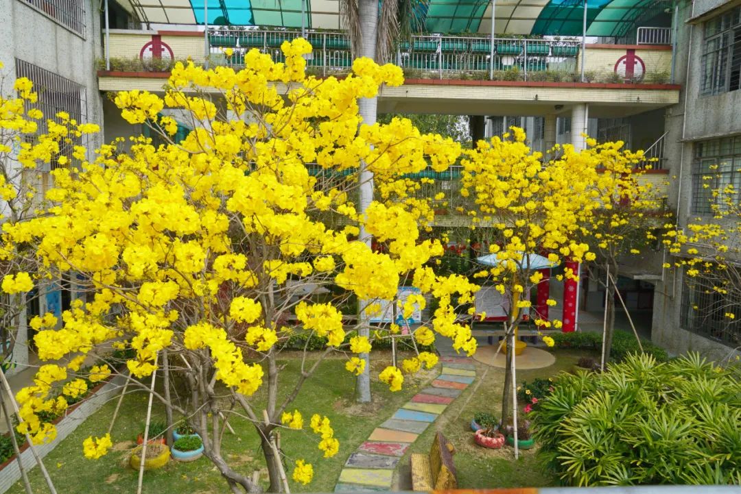 张槎有个“绿色学校”，学生用实际行动妆点美丽校园→