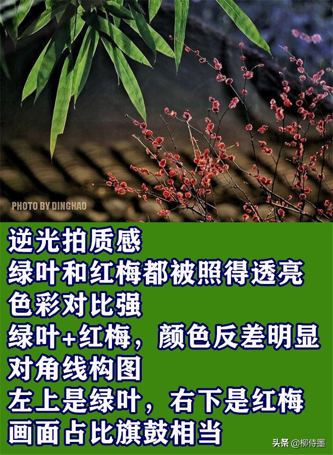 摄影新手学点“高级”的，把普通花朵拍摄出诗意美，照片更有意境