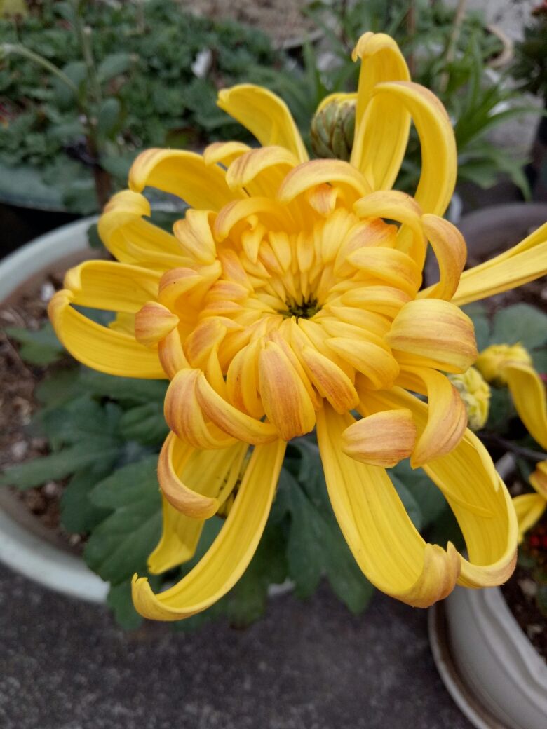 石榴花幾月開,石榴花幾月開花