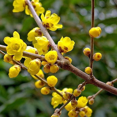 毒鱼藤(100种有毒的花和果，生活中很常见，出门要小心，避免受伤害)