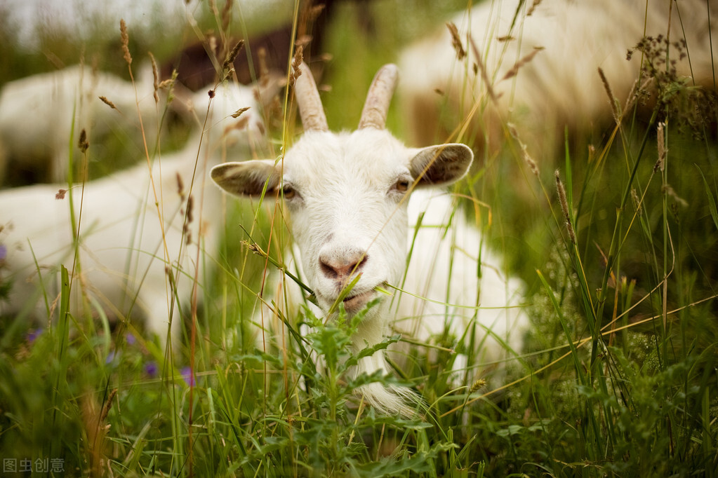 中国优良的羊品种有哪些？推荐4种绵羊和4种山羊，收益多多