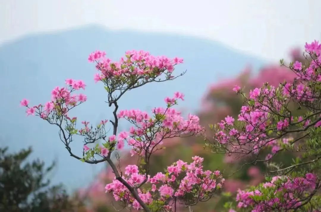 王贤根：春风待我如初恋