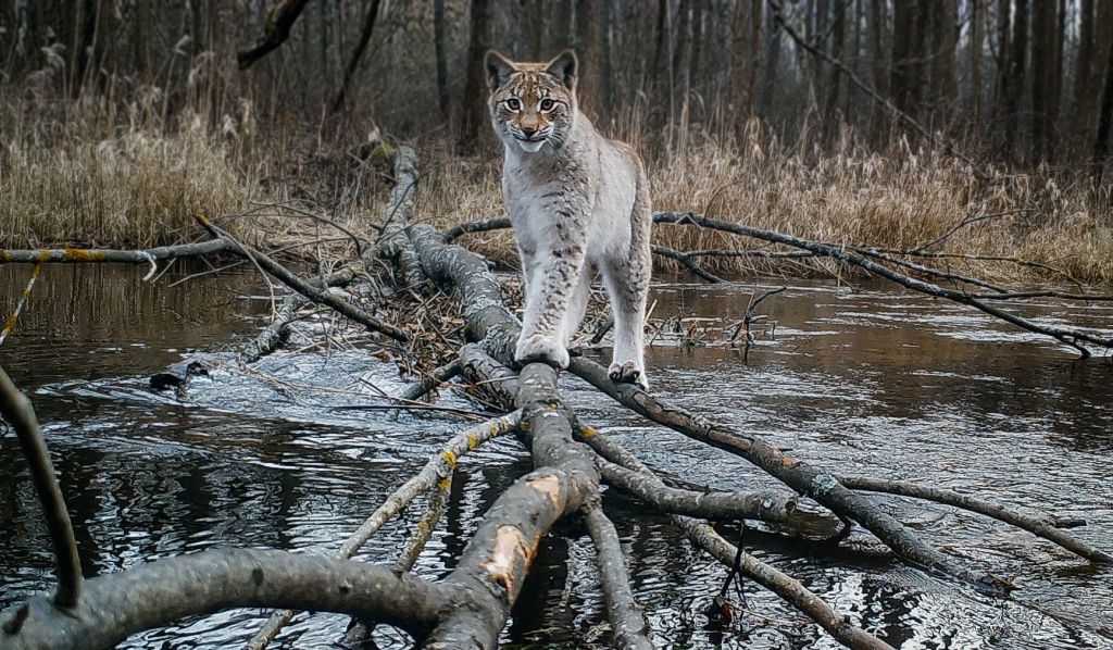 狡猾的貉子，把狗獾欺负得没脾气，最终还得靠猞猁收拾它