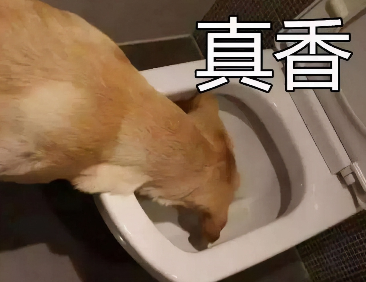 狗改不了吃屎?为何对便便一往情深,看完涨知识