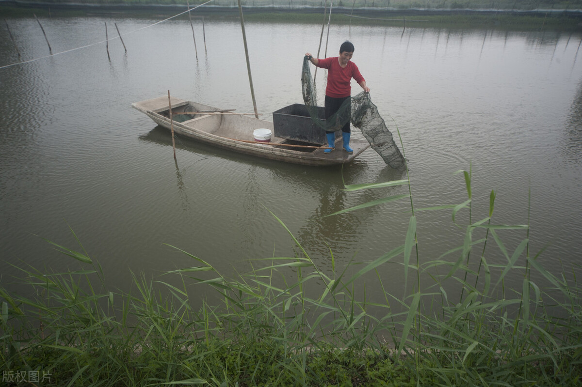 全面解析水產(chǎn)養(yǎng)殖池塘里的底質(zhì)幾大痛點問題，就在這里