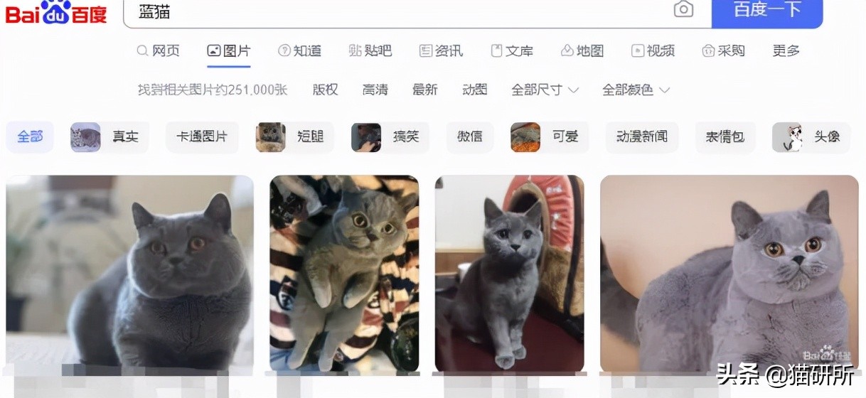 猫咪这么可爱！居然要制裁TA