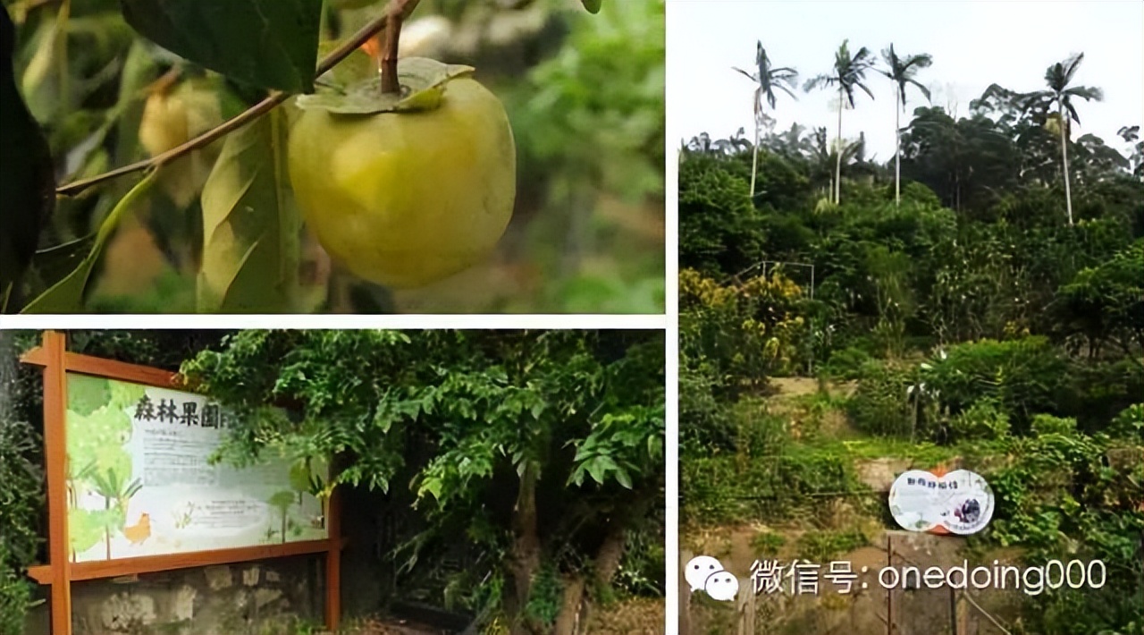 这是座植物园，却可以教我们设计经典的朴门农园