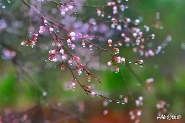 春风有信，花期不误，愿所有美好如期而至