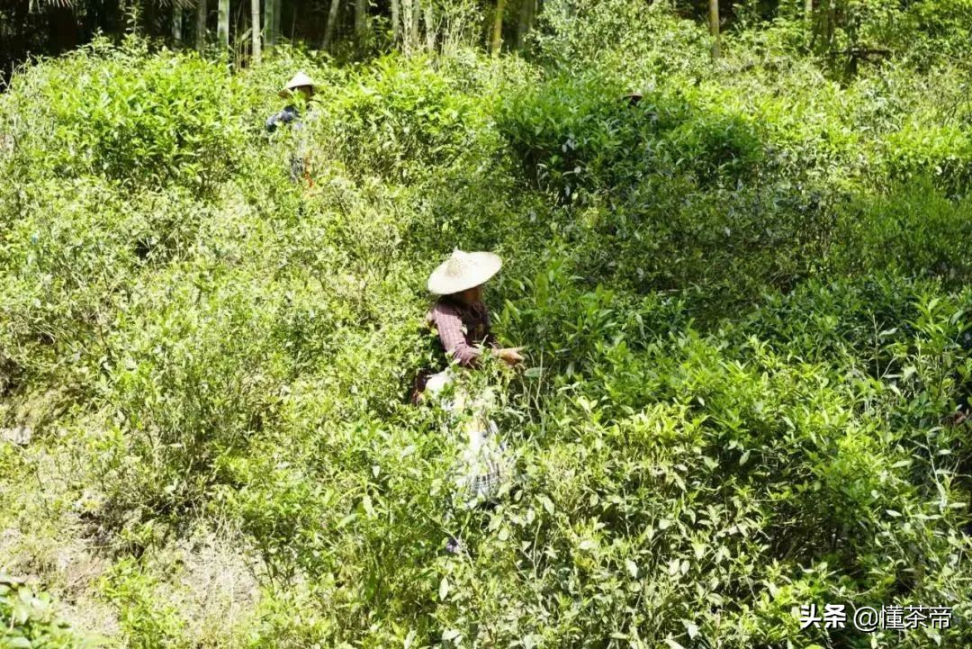 银骏眉的性价比（红茶天花板正山小种和金骏眉）
