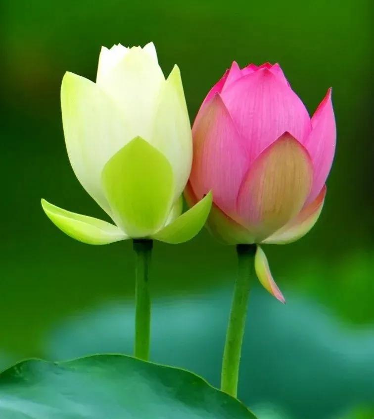 2022高考押题Ⅰ名校模考“教育”金题导写《教育，所为何来》