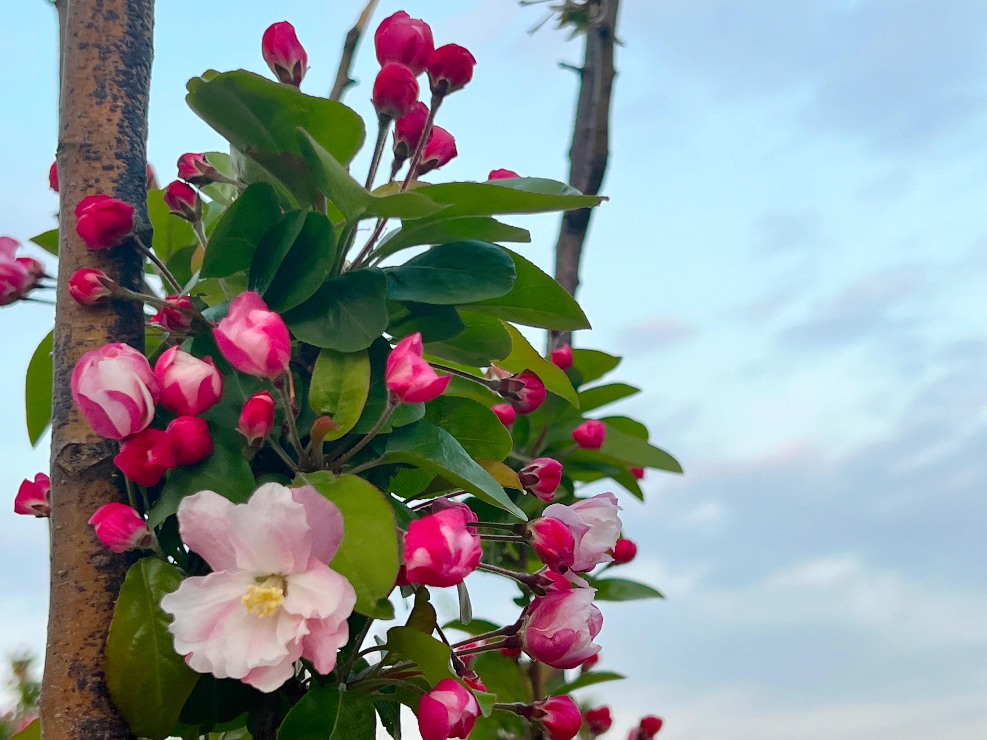 三月百花齐放的唯美句子