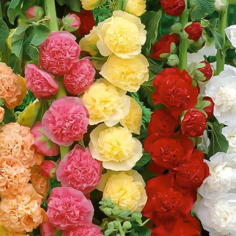 花朵美图｜温柔甜美的初吻、大丽花、耧斗菜花朵合集160张