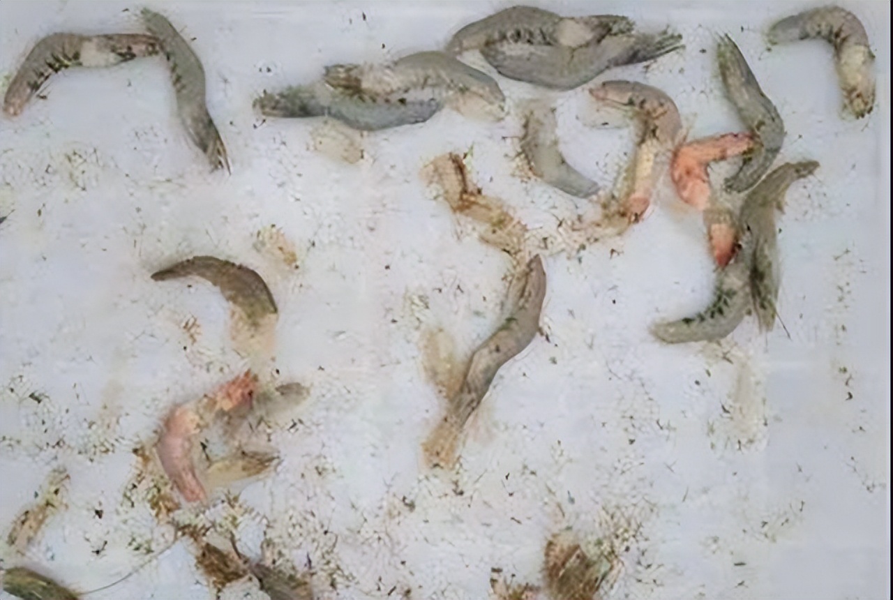 罗氏沼虾虹彩病毒有什么症状?罗氏虾虹彩病毒怎么防治?