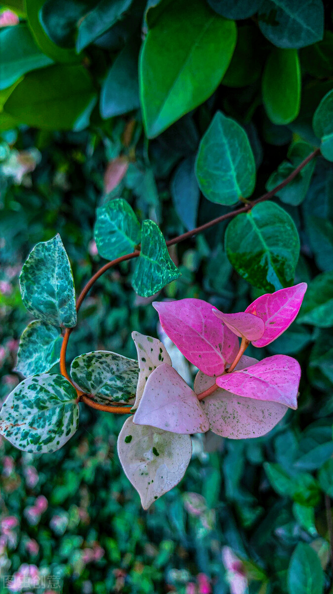 一花一世界，时光温柔，花草深情，愿风有情花有爱，人生满心欢喜