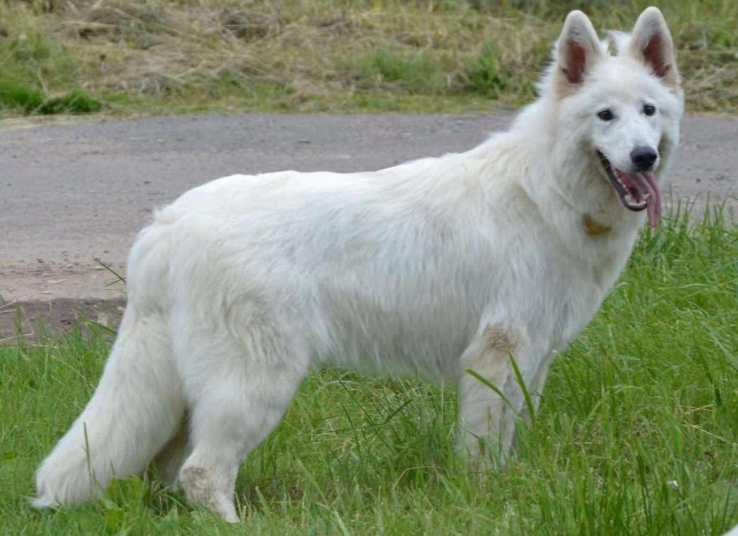 西施犬价格多少钱一只(“好看”但“冷门”的几种狗，你很可能一种都没见过)