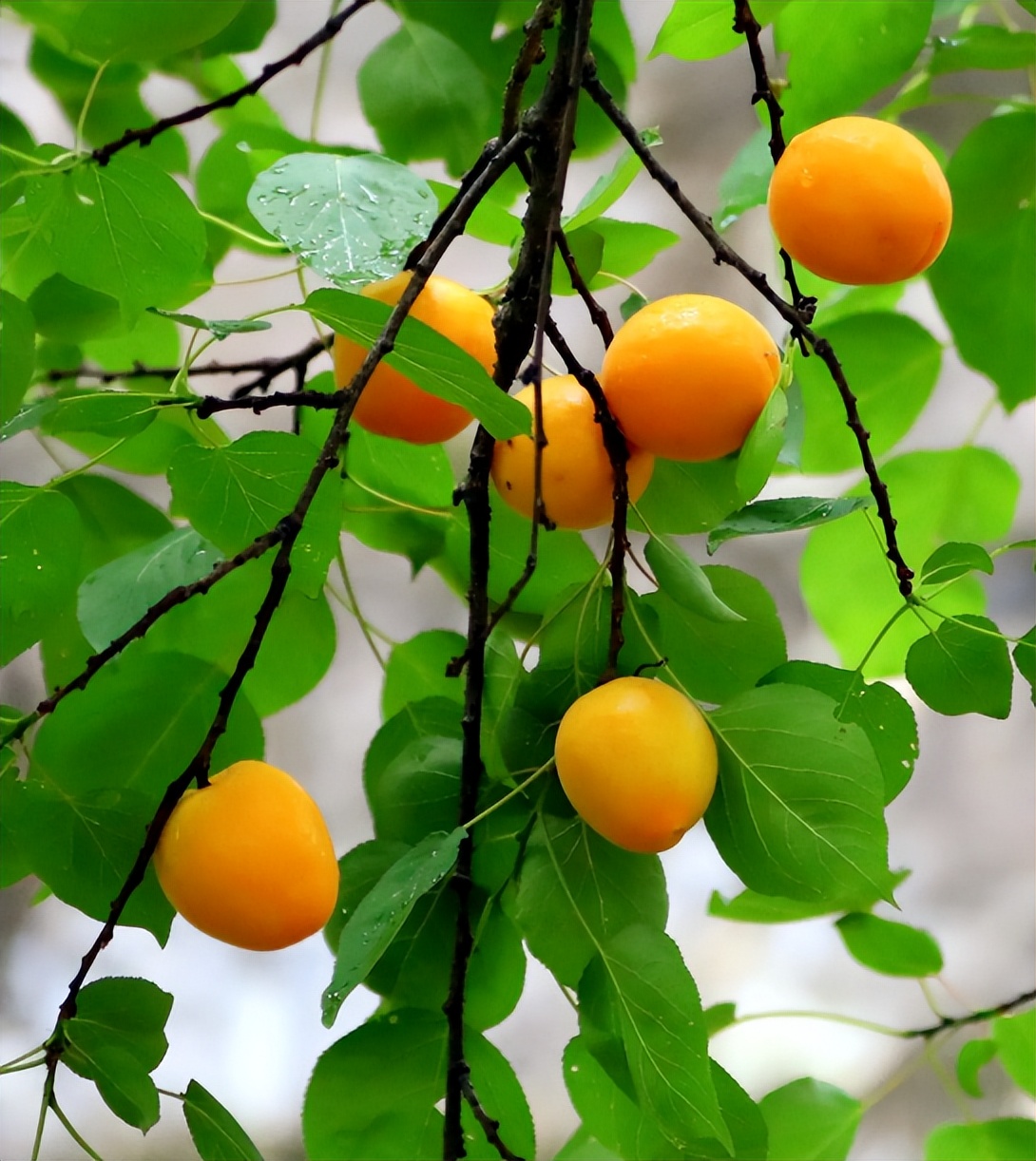 关于刚熟杏子的微信说说 _晶羽文学网