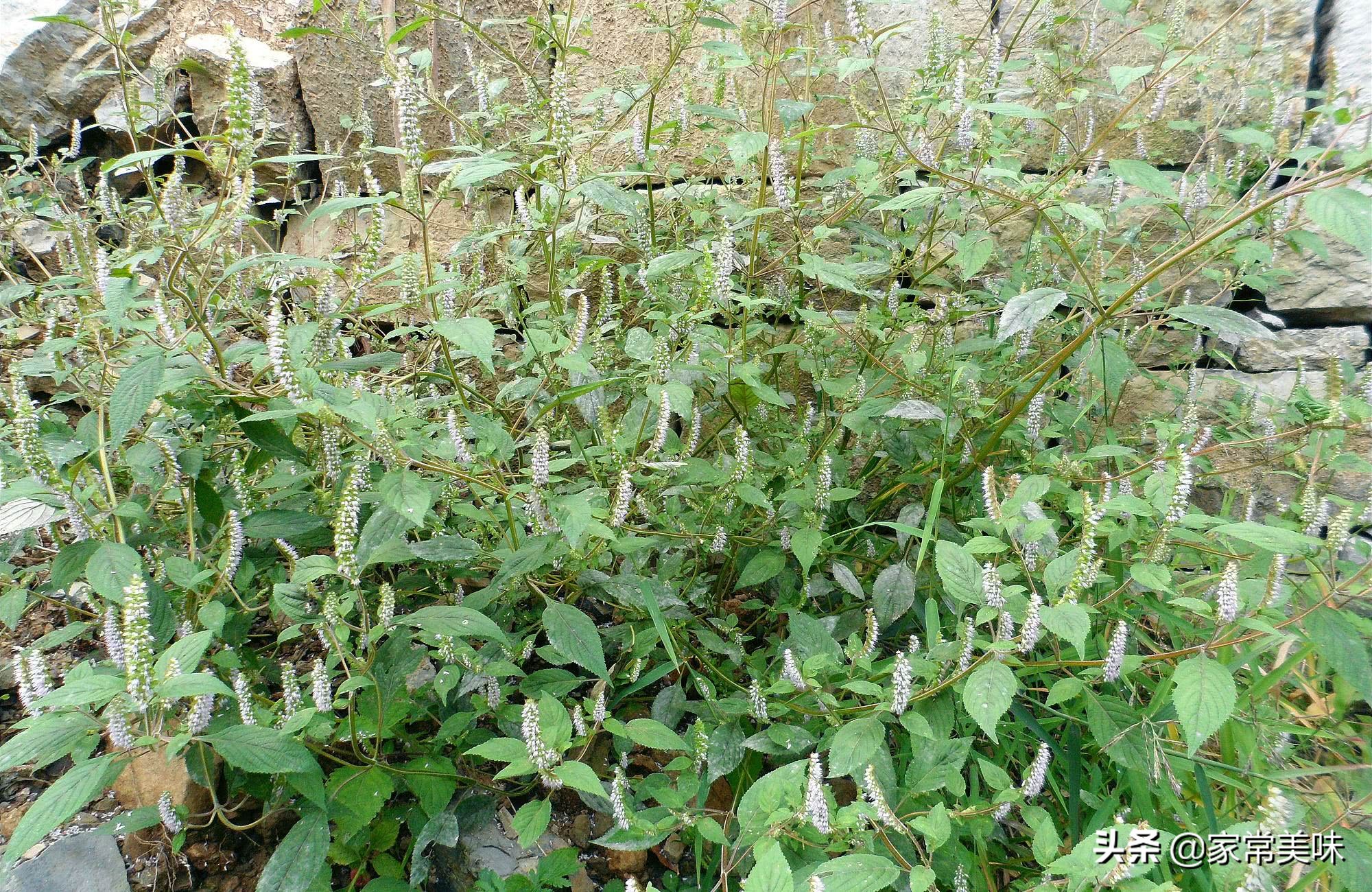 农村餐桌最常见的10种野菜，你吃过几种？见到它们你敢说都认识？