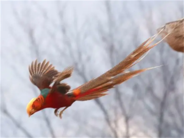 神鸟凤凰真的存在吗?这个山西老汉给出了答案