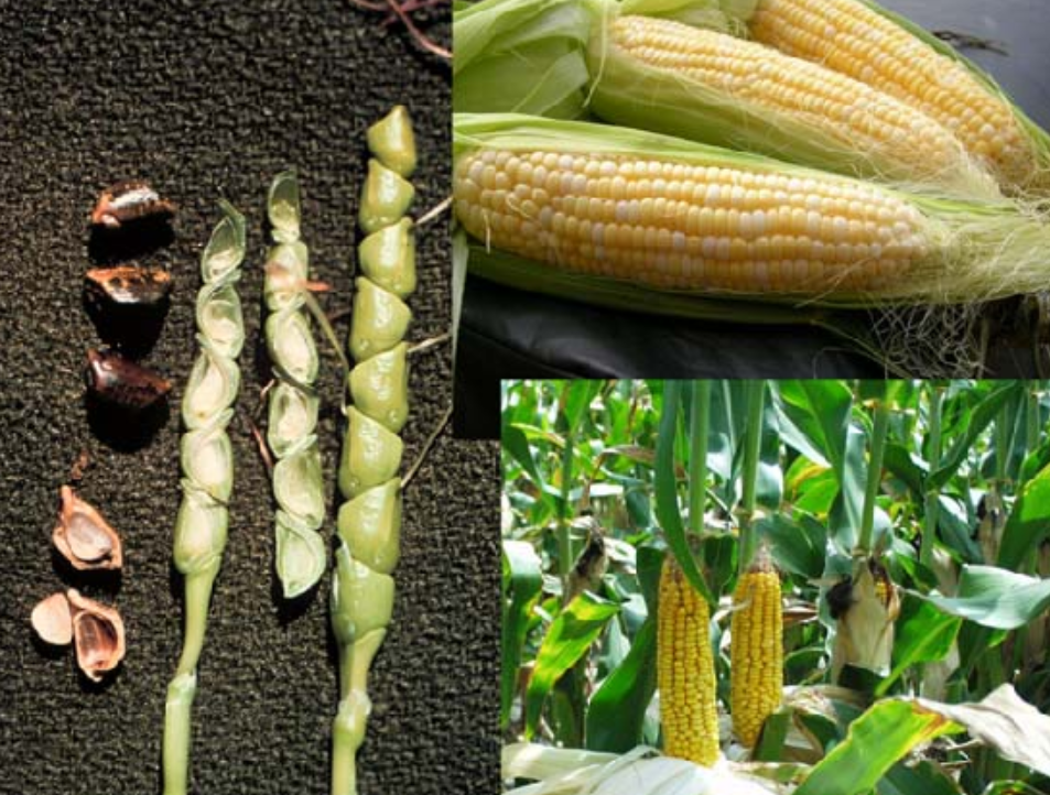 10000年以前的玉米,还只是一棵平凡的野生杂草,它经历了什么?