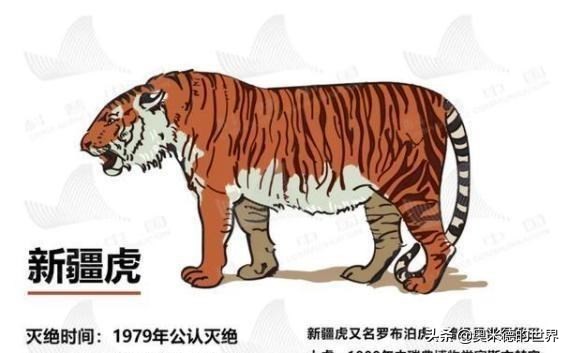 十种因人类活动而灭绝的动物，再见“长江女神”白鳍豚
