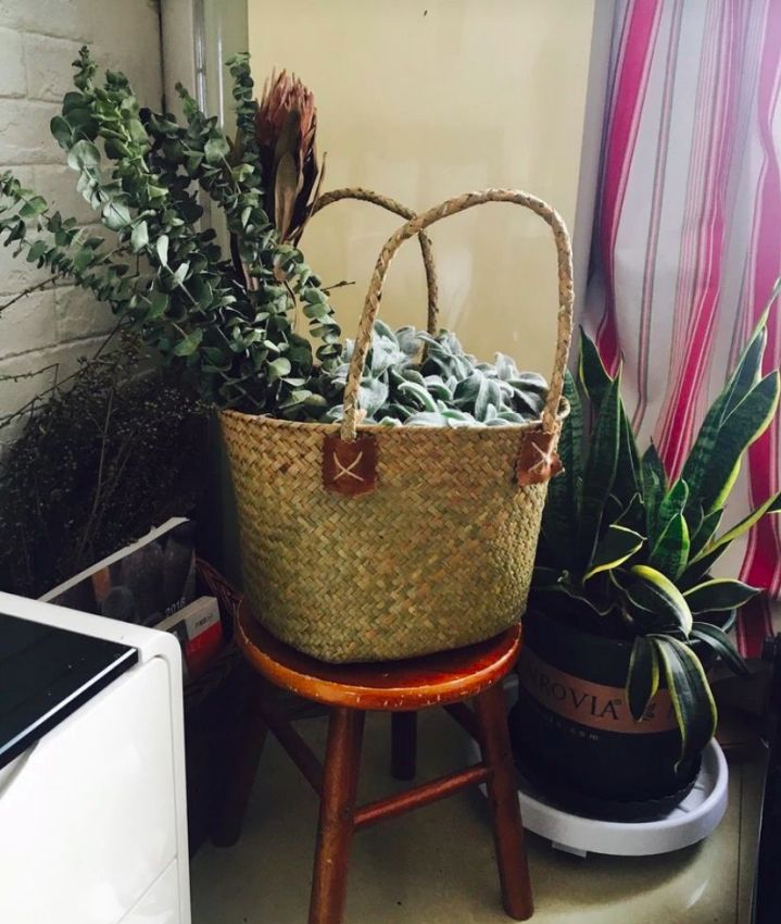 全网最火的12种高颜值绿植，杀手or圣手，就看这篇了