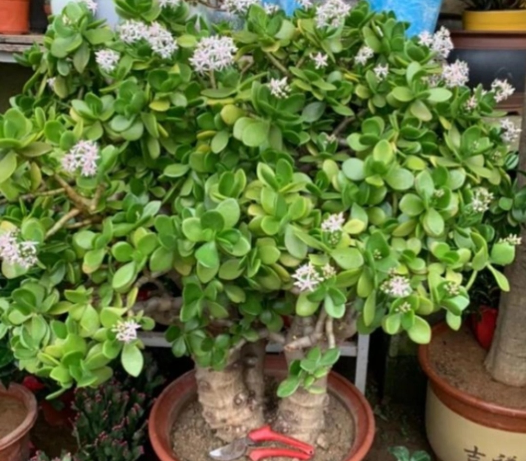 玉树怎么养玉树的正确养殖5个要点介绍