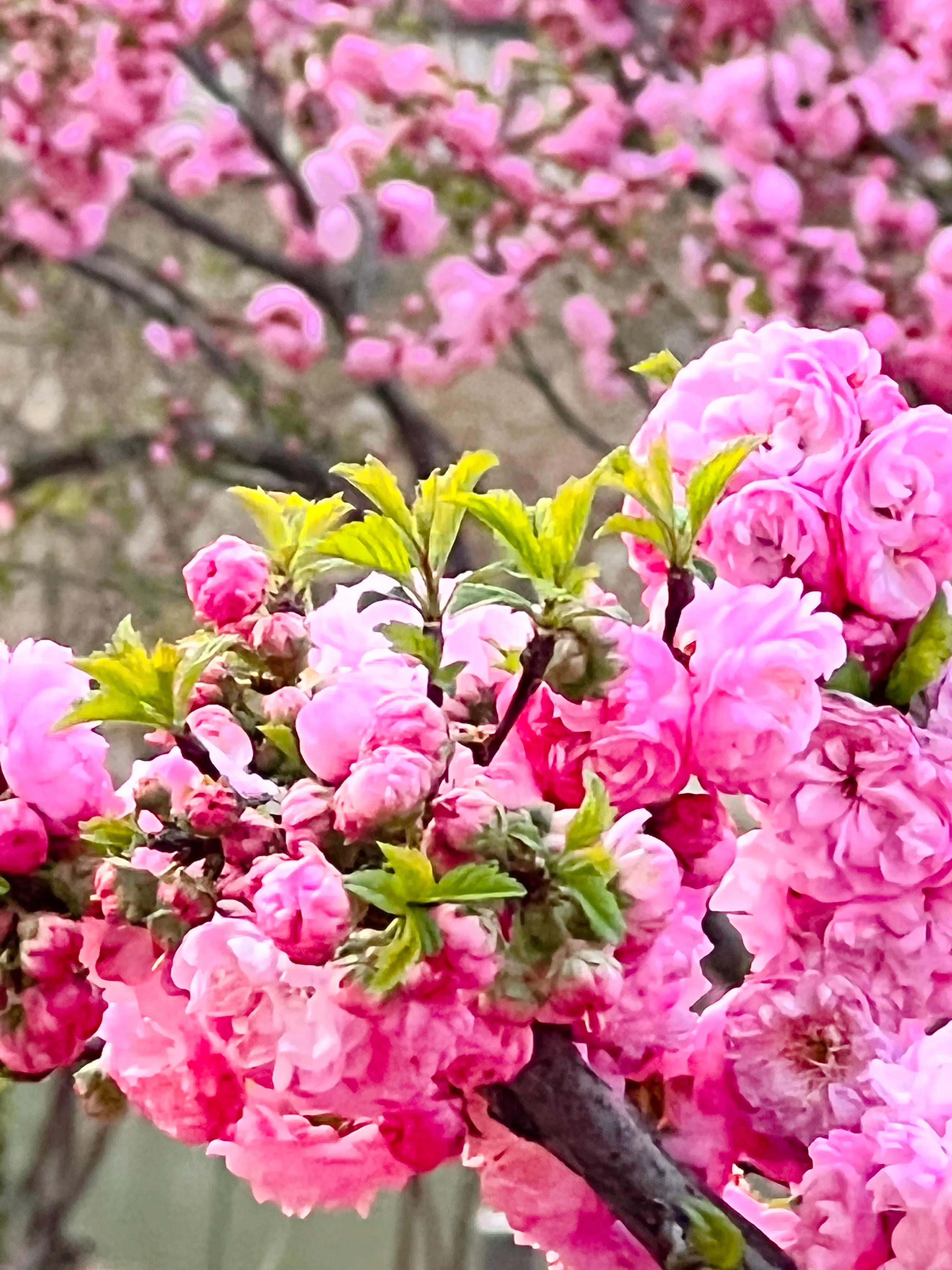 三月百花齐放的唯美句子