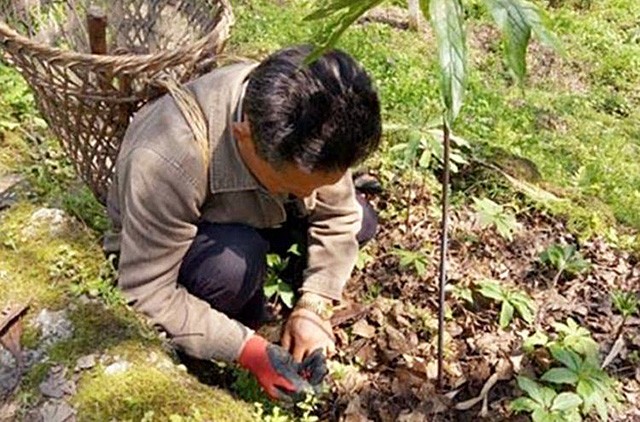 7月15鬼节出生的男孩运势如何(程德明：有名的捕蛇人，死后留下9处蛇的咬痕，他对蛇做了什么)