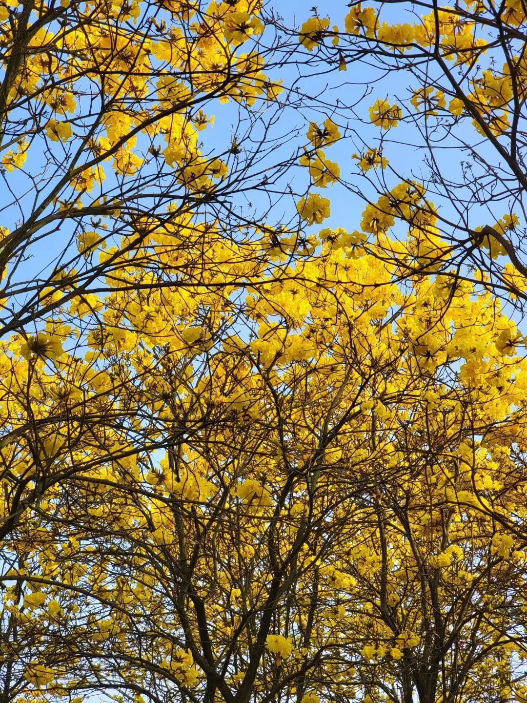 黄风铃花的花语(了解黄风铃花的花语和故事)