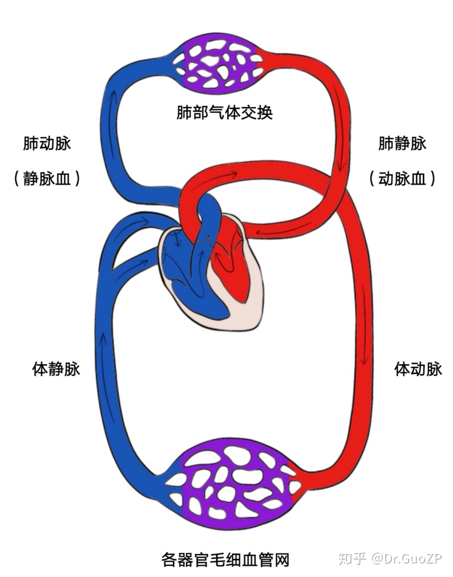 心脏可以分为两个部分,左半部分心脏接收从肺部回流的血液,左心室再将
