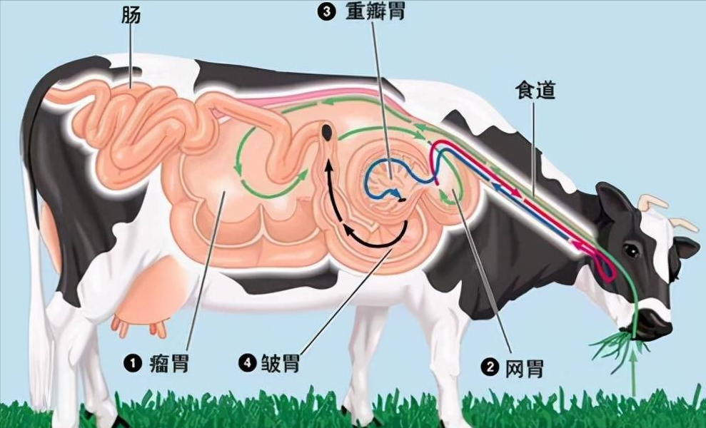 为何牛不吃肉、不锻炼就能长满身肌肉，人却不行？如何正确增肌？