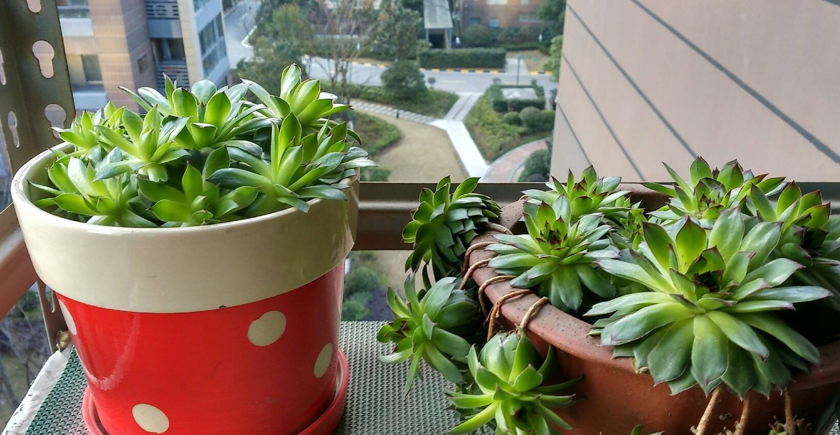 观音莲是什么（三个细节让你的观音莲越种越多）