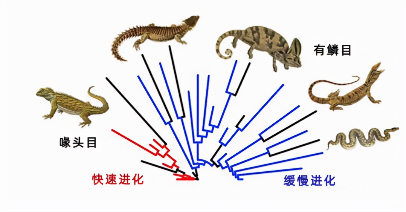 生物的进化快消亡也快 在 方舟生存进化 中这个理论被证实 天天看点