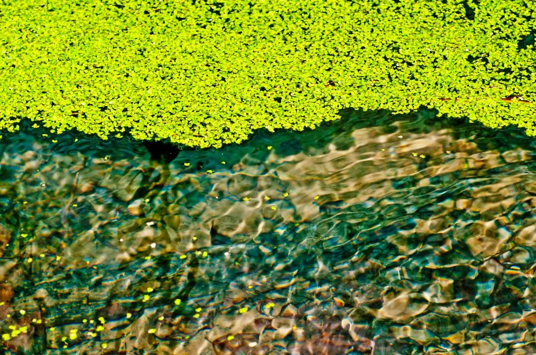 浮萍寄清水,随风东西流