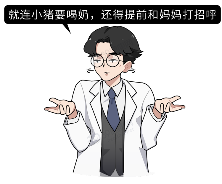 “猪奶”是什么味道？为什么没人喝？其实，它的营养比牛奶还要高