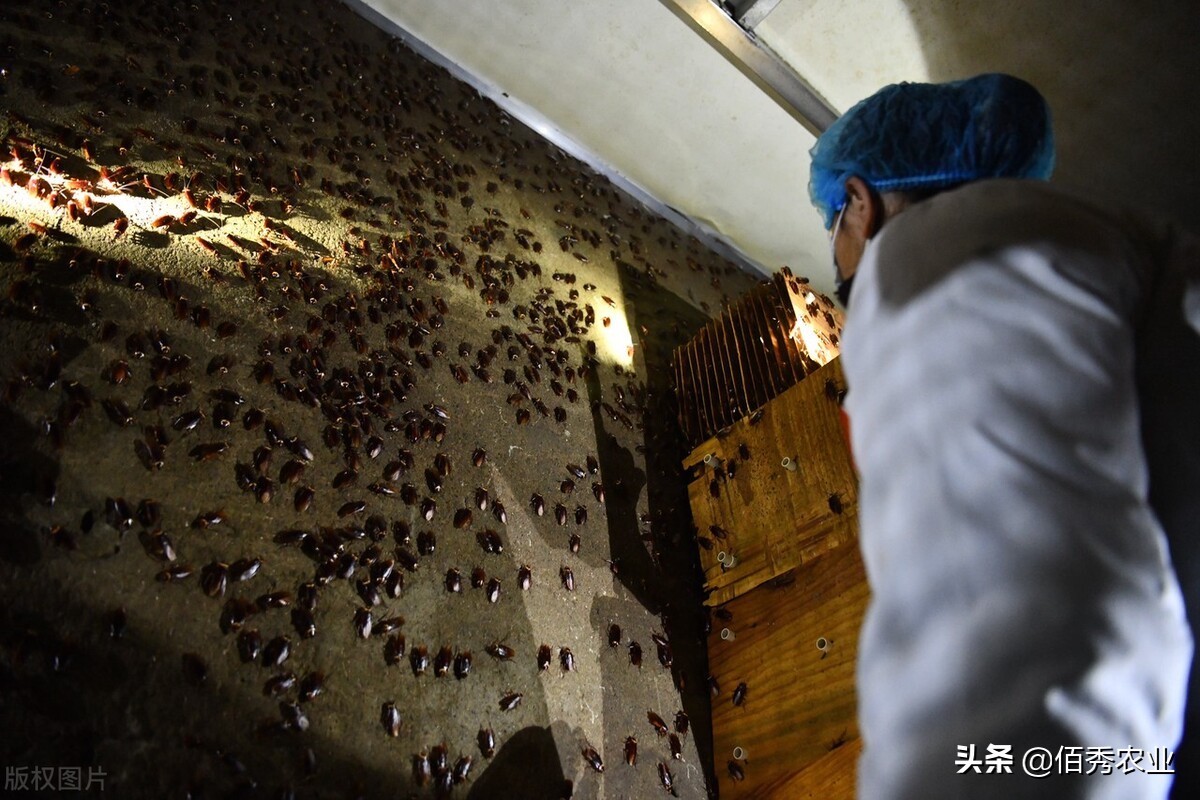 从人人喊打到变身"环保卫士"和"药神",农民养殖蟑螂有前途吗