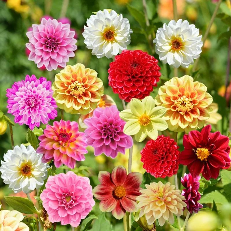 花朵美图｜温柔甜美的初吻、大丽花、耧斗菜花朵合集160张