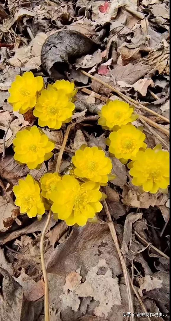 心有阳光，春暖花开；心有阳光，一路芬芳