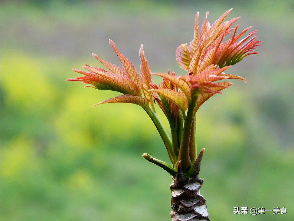 香椿头要不要焯水（5种好吃做法，鲜香味美吃不够）