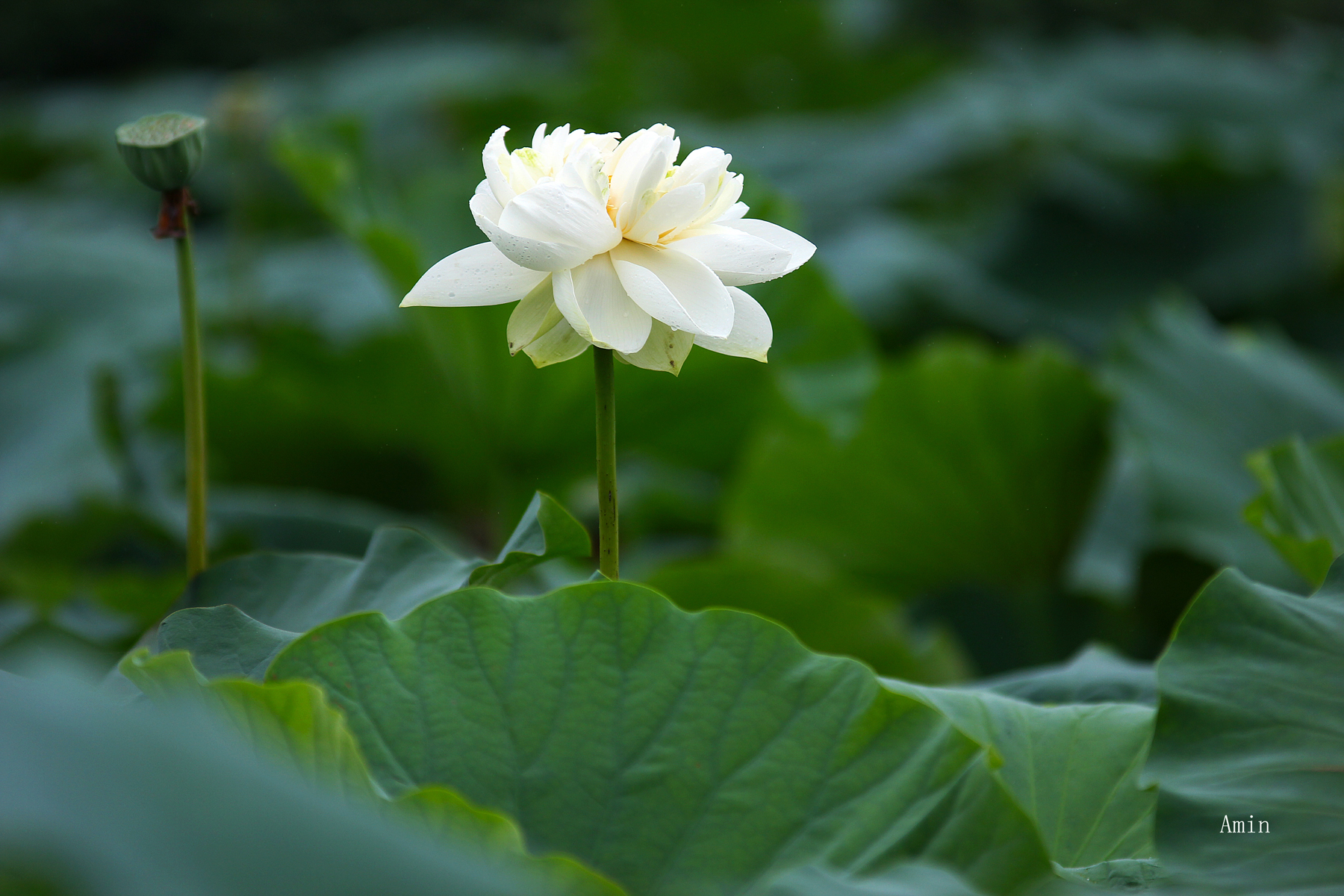 落花无言，人淡如菊，包容是心静如水的温柔。