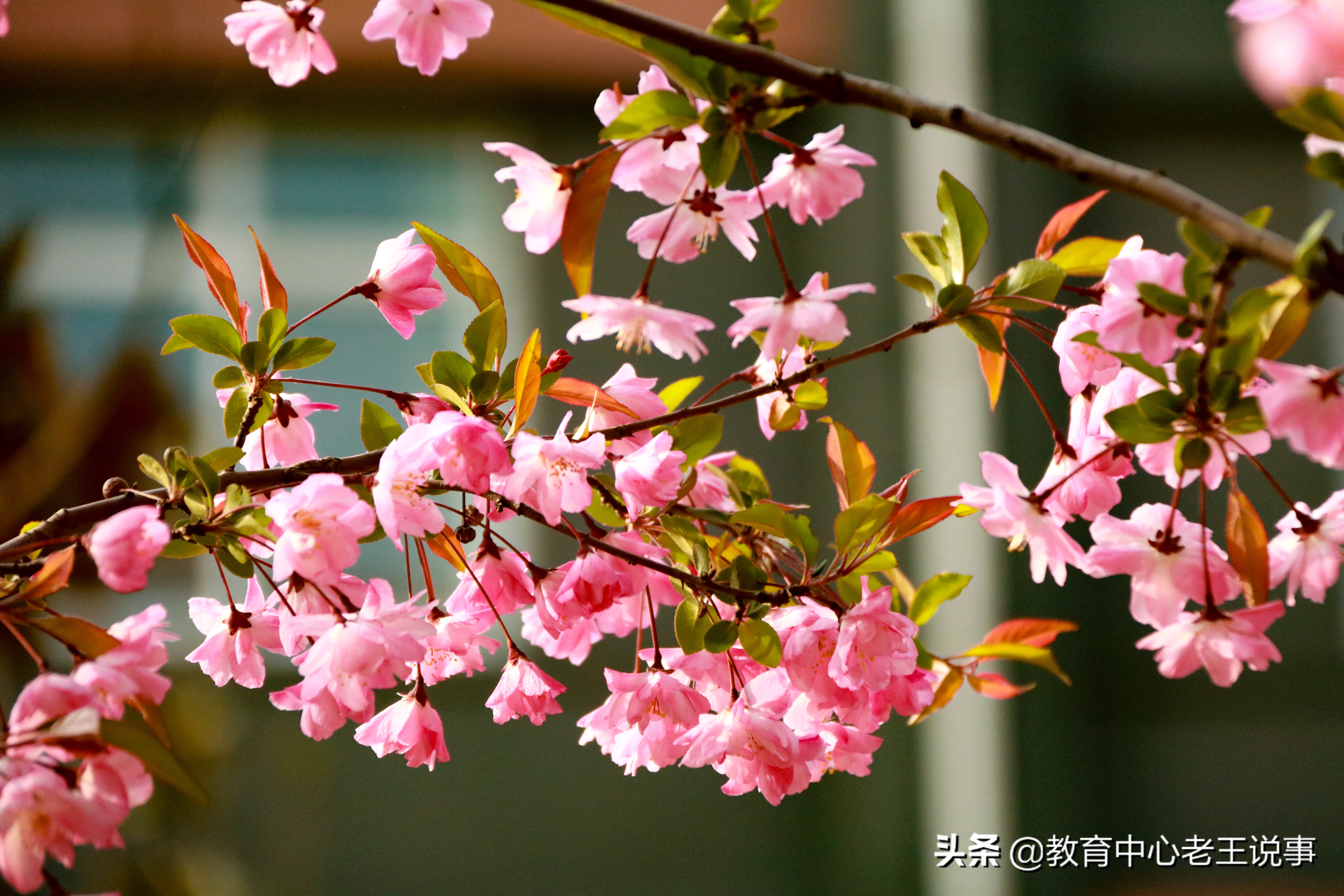 「蔡家坡高级中学国旗下演讲」春暖花已开，奋进正当时