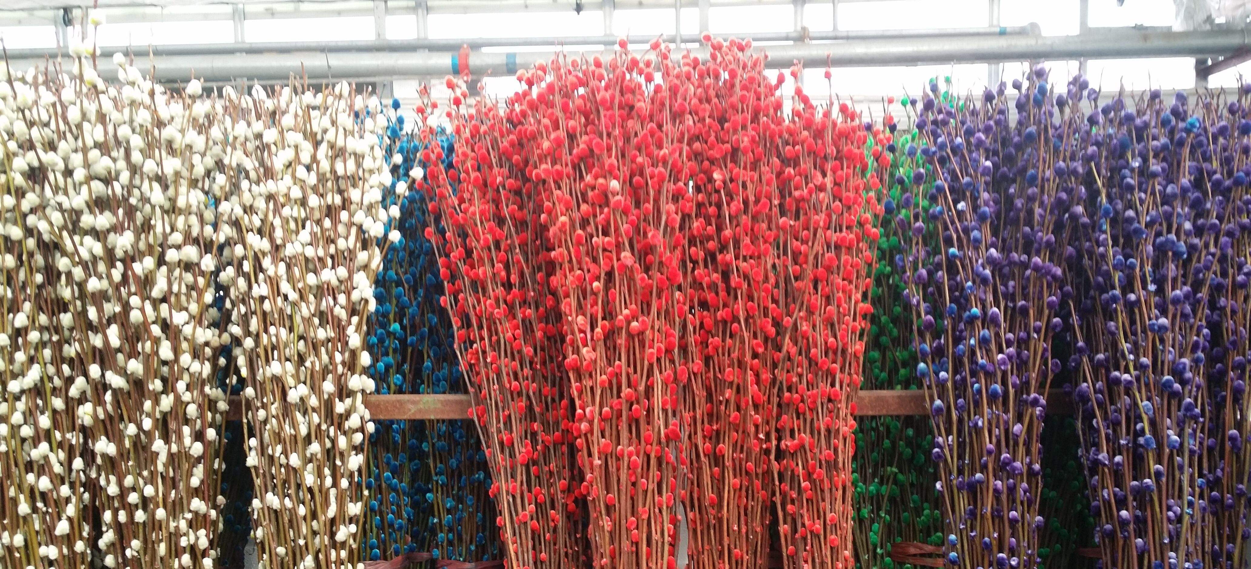 银柳摆放家中哪个位置好(银柳的养殖方法以及寓意介绍)