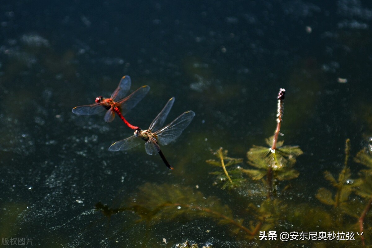 蜻蜓的生活习性特点（蜻蜓进行繁殖的详细步骤）